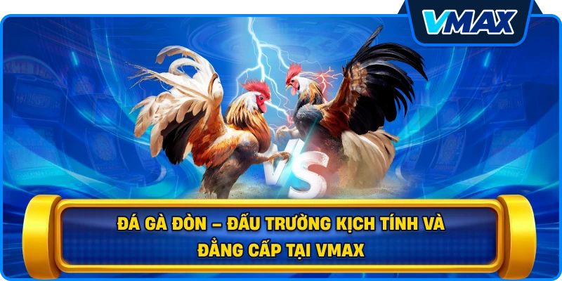 Đá gà đòn – Đấu trường kịch tính và đẳng cấp tại vmax